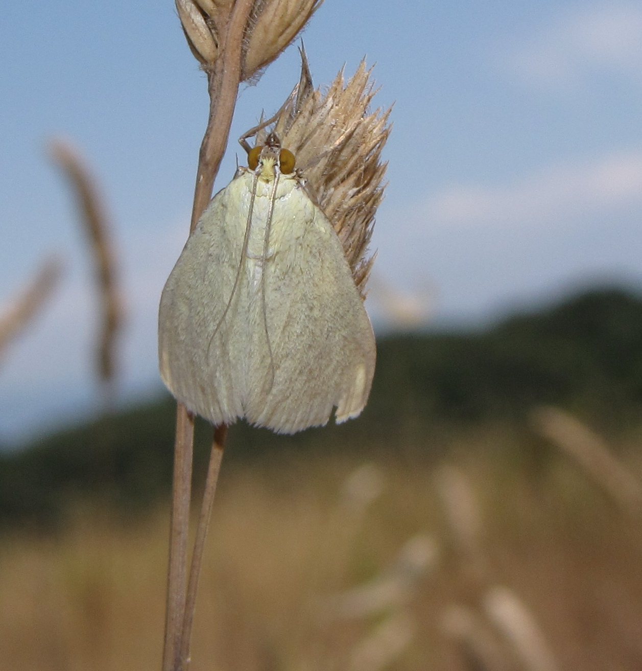 frafalla-graminaceae